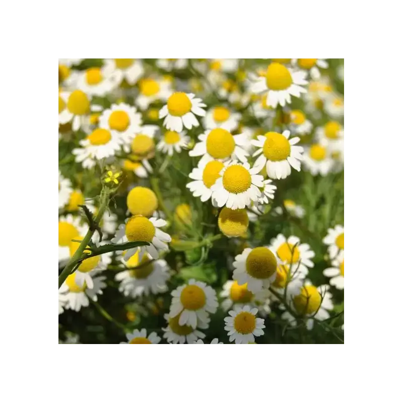 Manzanilla dulce, Camomila Bio 30 gr. Herbes del molí