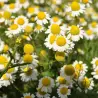 Manzanilla dulce, Camomila Bio 30 gr. Herbes del molí